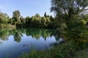 Parco San Carlo_fauna acquatica